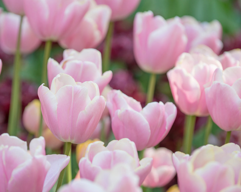 Tulip 'Mango Charm'