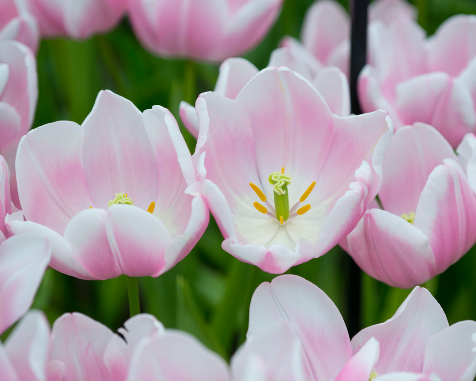 Tulip 'Mango Charm'