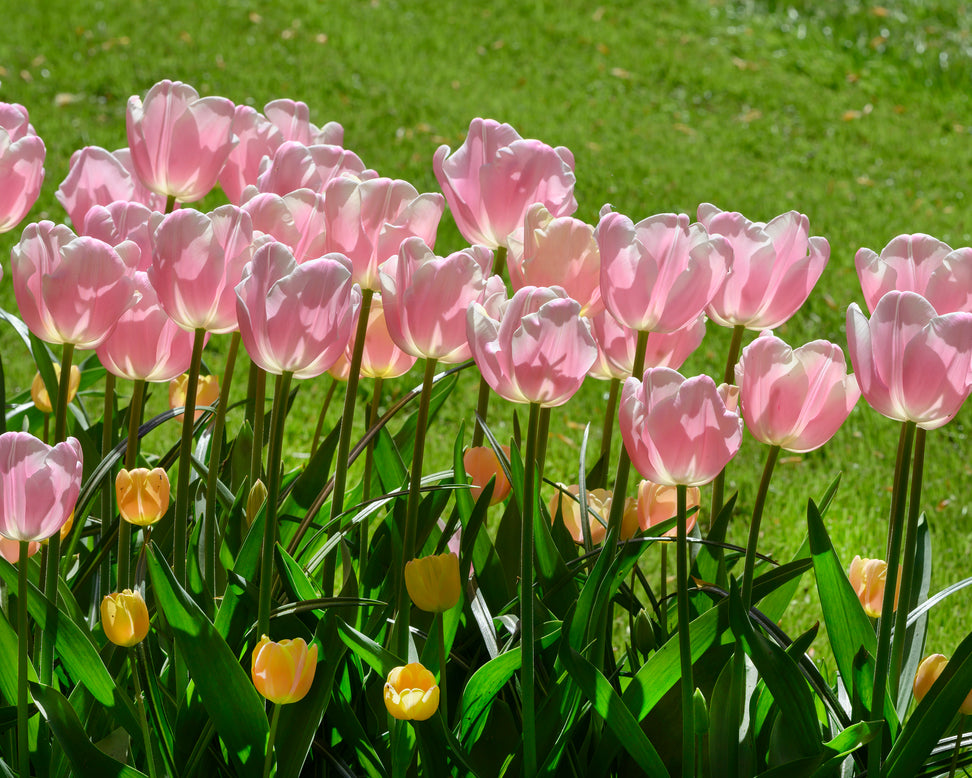 Tulip 'Mango Charm'