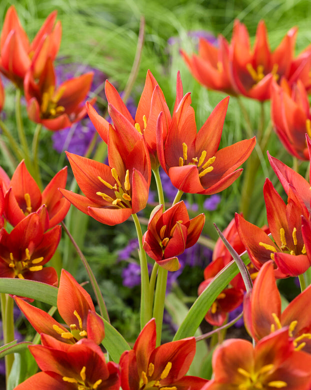 Tulip aucheriana 'Mara'