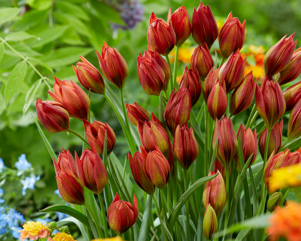 Tulip 'Mara'