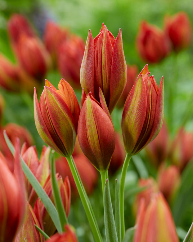 Tulip 'Mara'