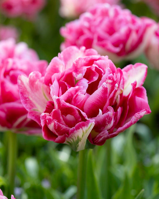 Tulip 'Marshmallow'
