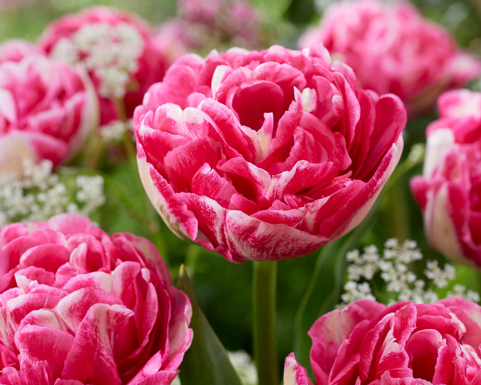 Tulip 'Marshmallow'