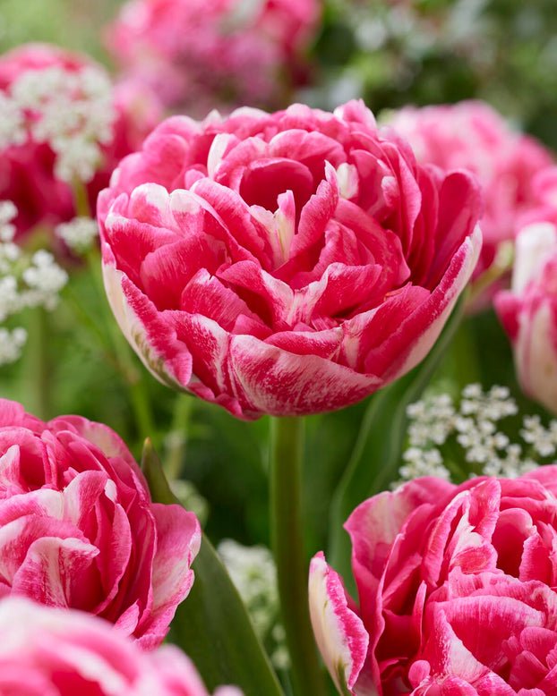 Tulip 'Marshmallow'