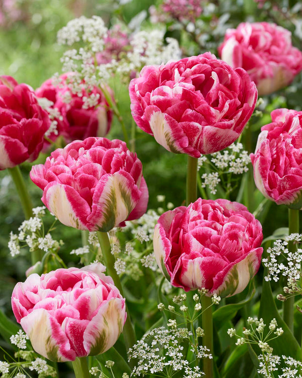Tulip 'Marshmallow'