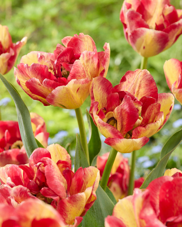 Tulip 'Mayfair'