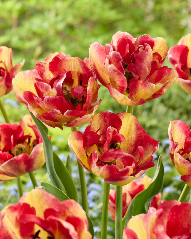 Tulip 'Mayfair'
