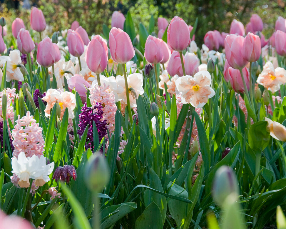 Tulip 'Menton'
