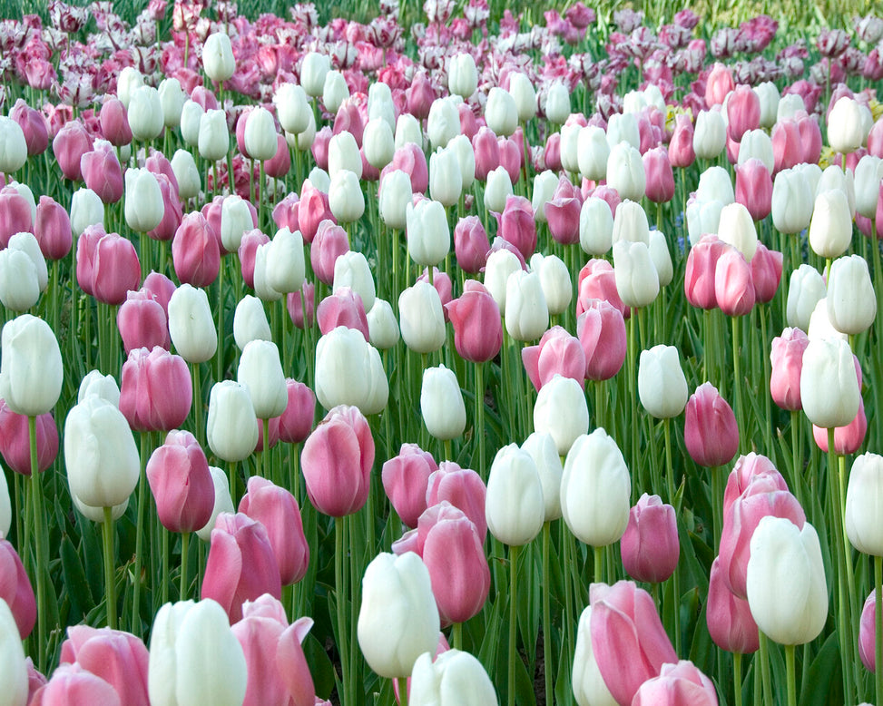 Tulip 'Menton'