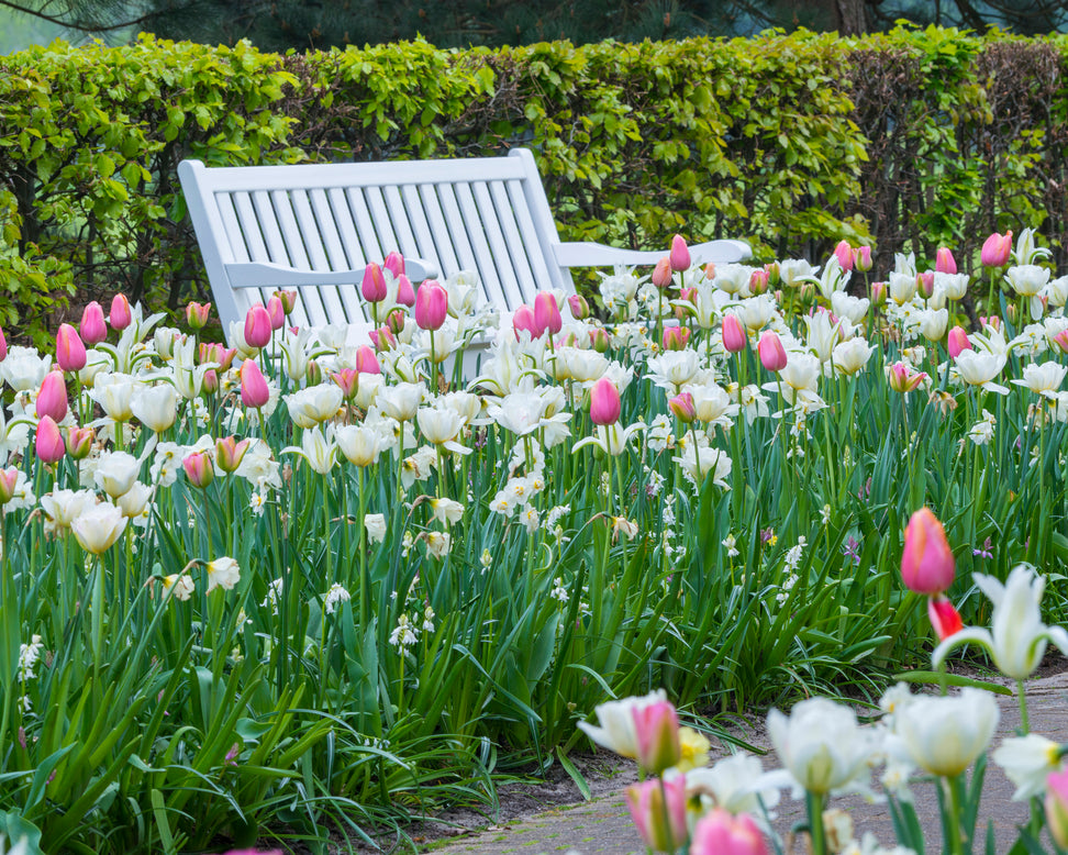 Tulip 'Menton'