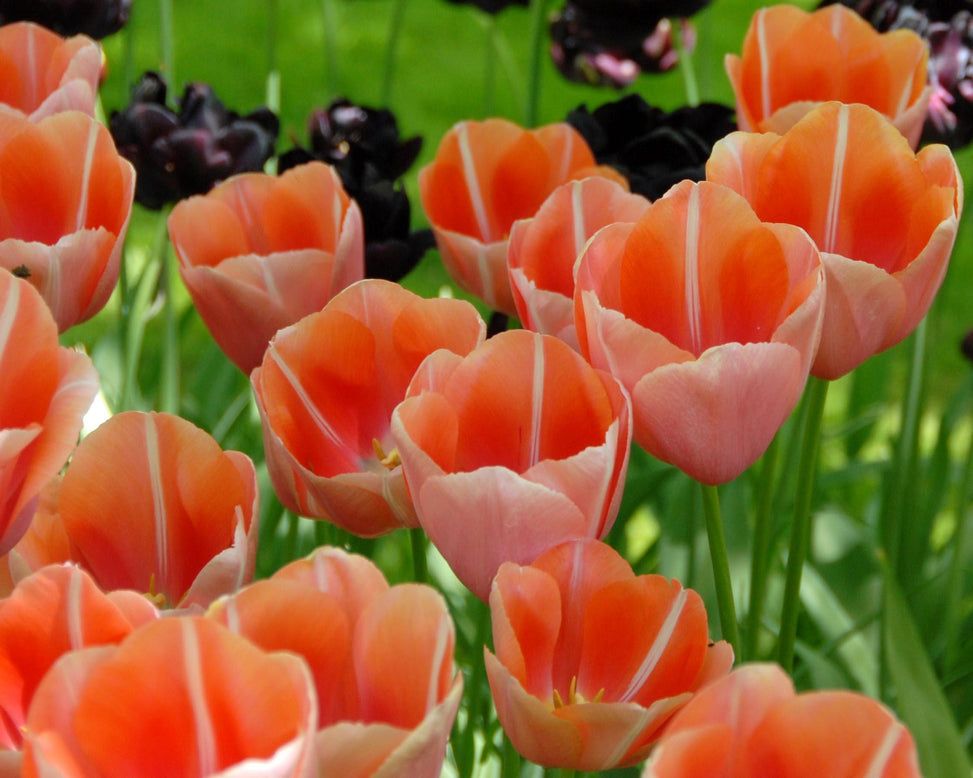 Tulip 'Menton'