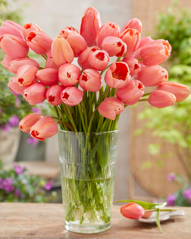 Tulip 'Menton'