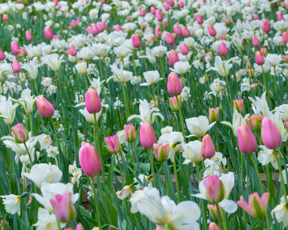 Tulip 'Menton'