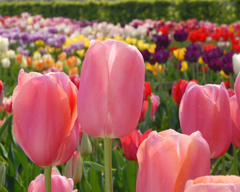 Tulip 'Menton'