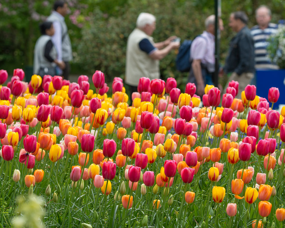 Tulip 'Menton'