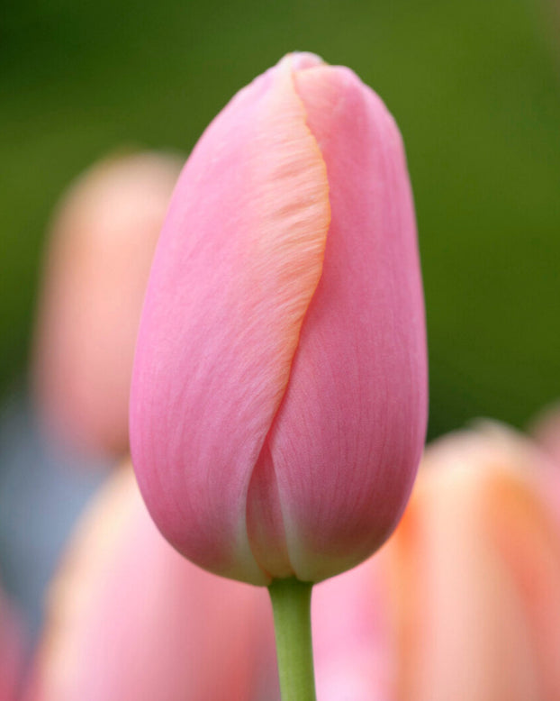 Tulip 'Menton'