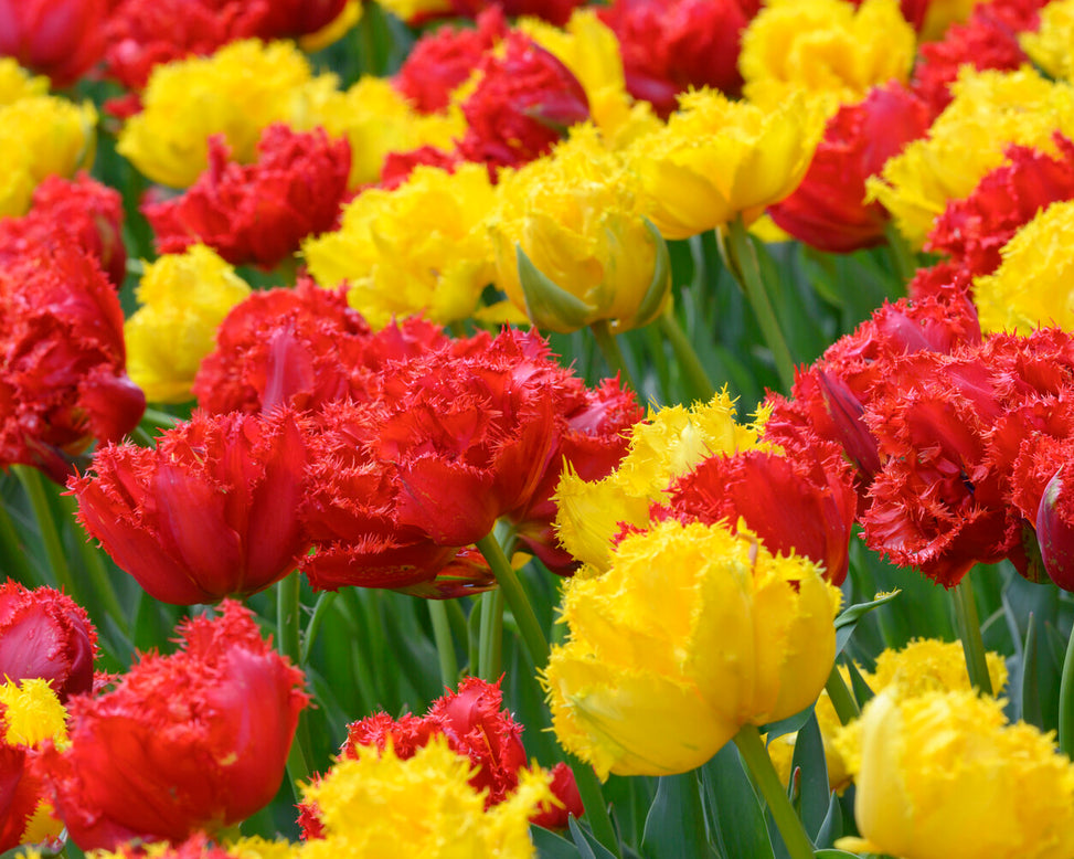 Tulip 'Mi Amor'