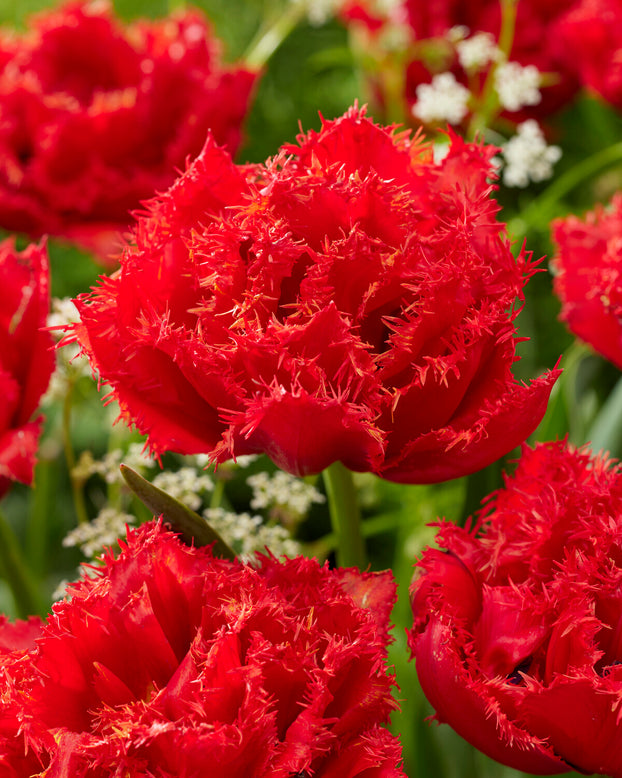 Tulip 'Mi Amor'