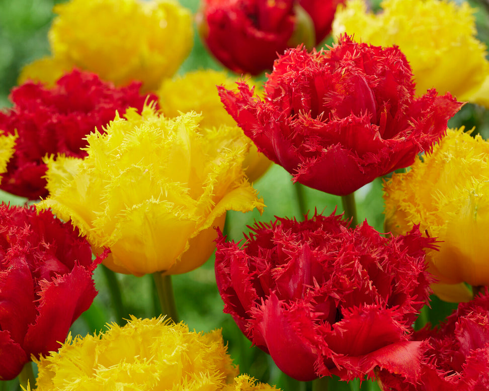 Tulip 'Mi Amor'