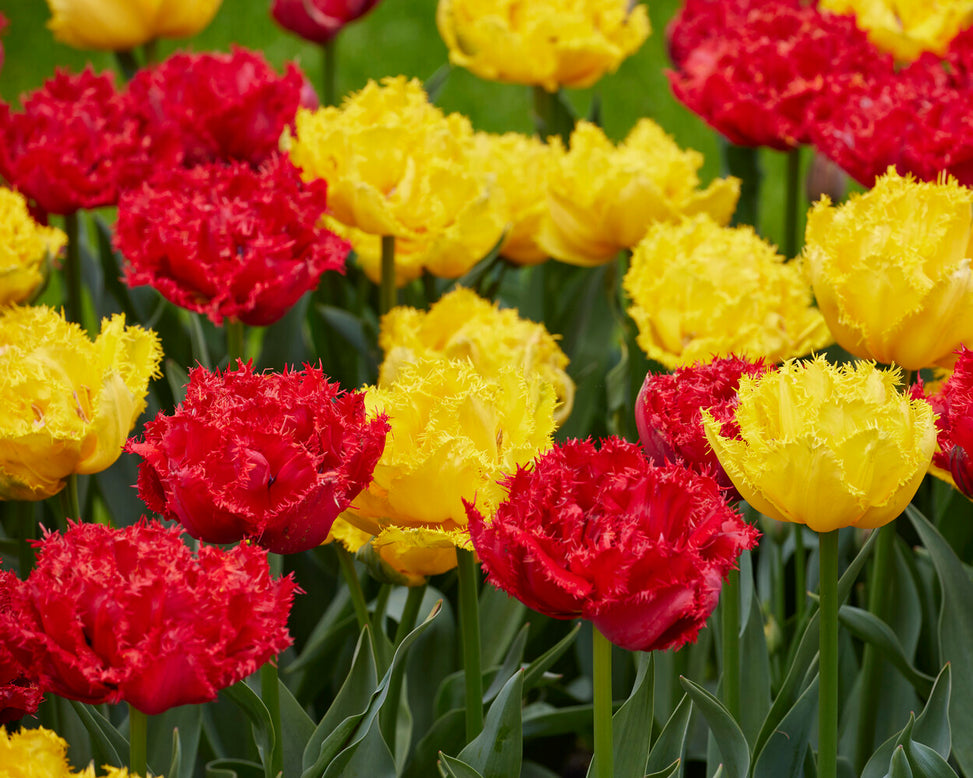 Tulip 'Mi Amor'