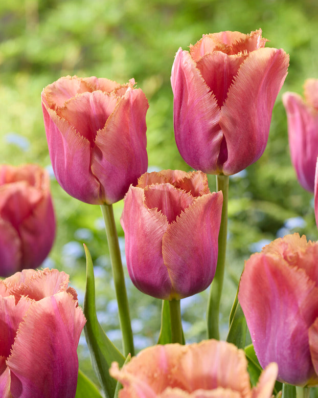 Tulip 'Mocha Ruffle'