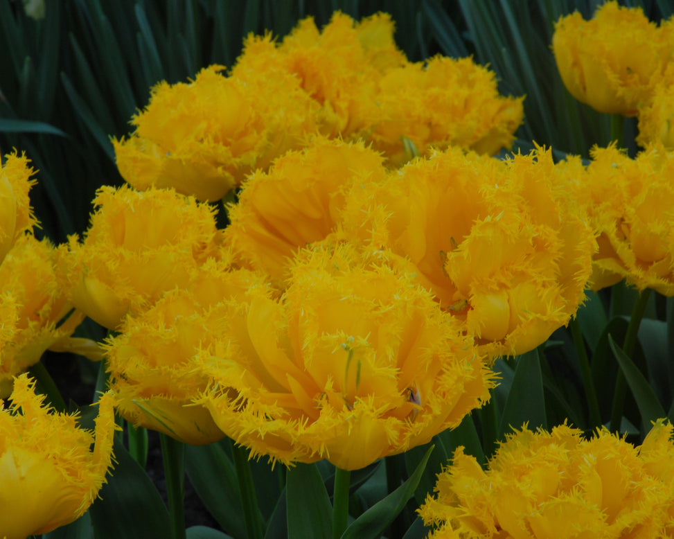 Tulip 'Mon Amour'