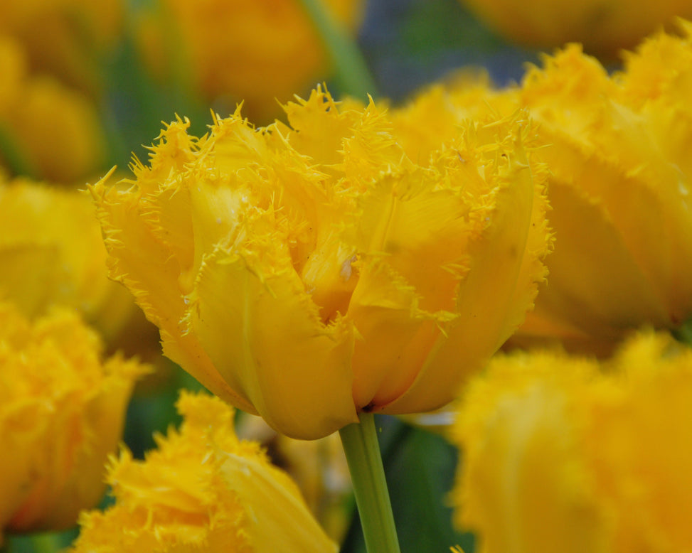 Tulip 'Mon Amour'