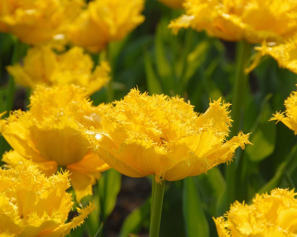 Tulip 'Mon Amour'