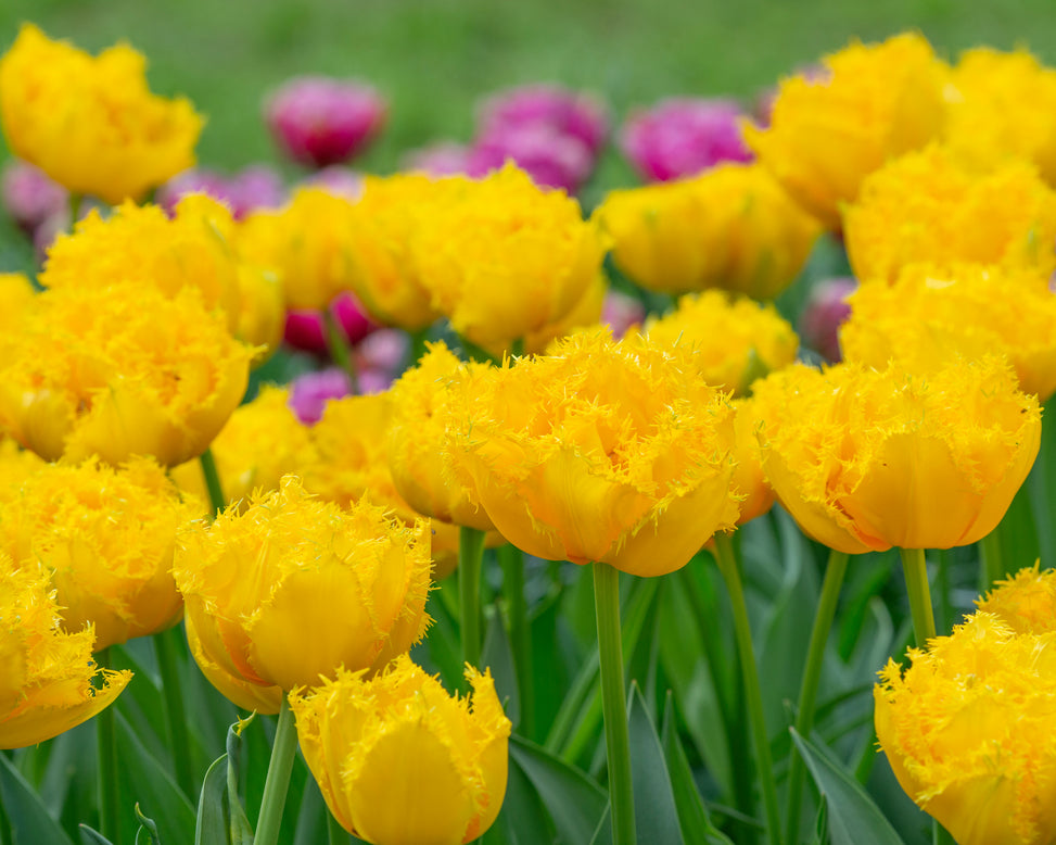 Tulip 'Mon Amour'
