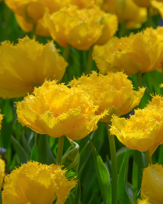 Tulip 'Mon Amour'