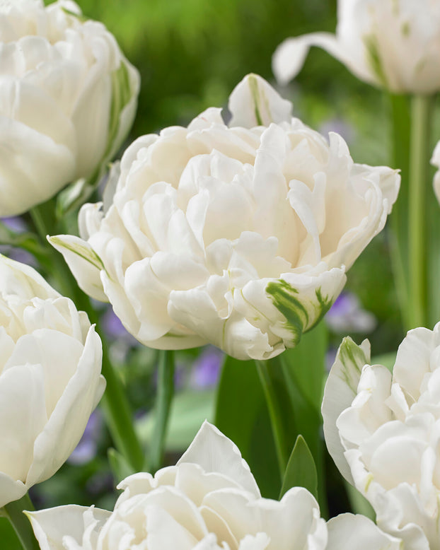 Tulip 'Mount Tacoma'