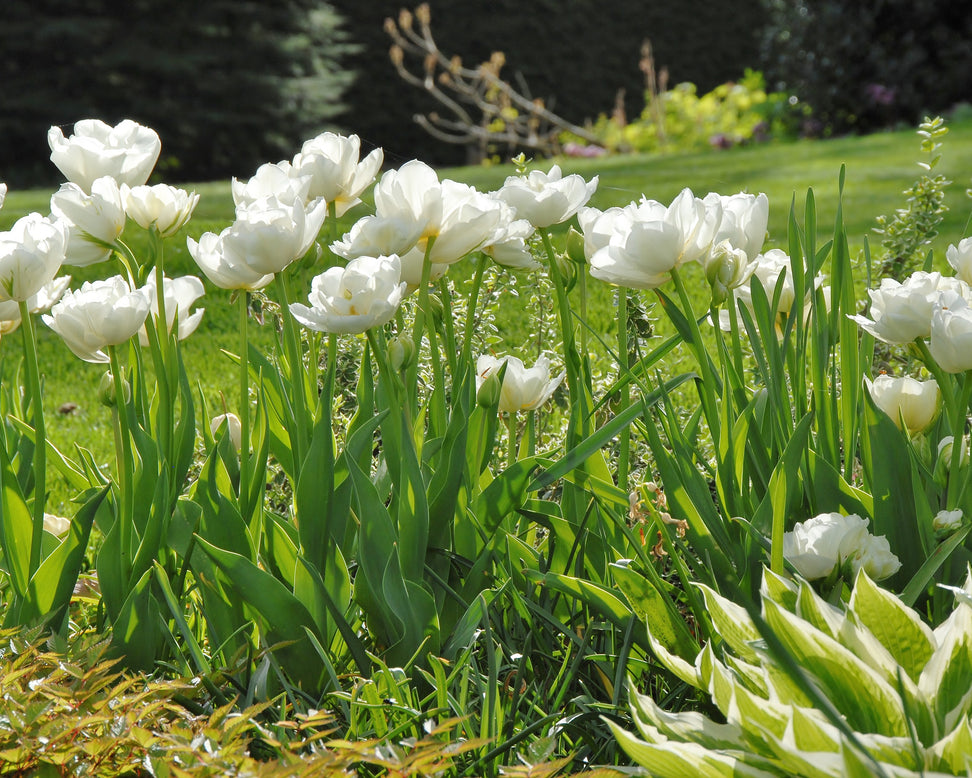 Tulip 'Mount Tacoma'