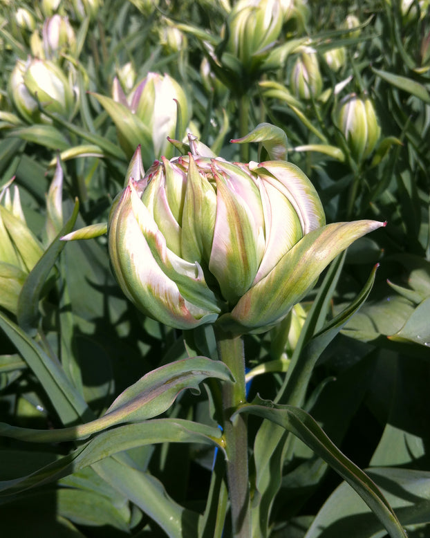 Tulip 'Mystery Valley'
