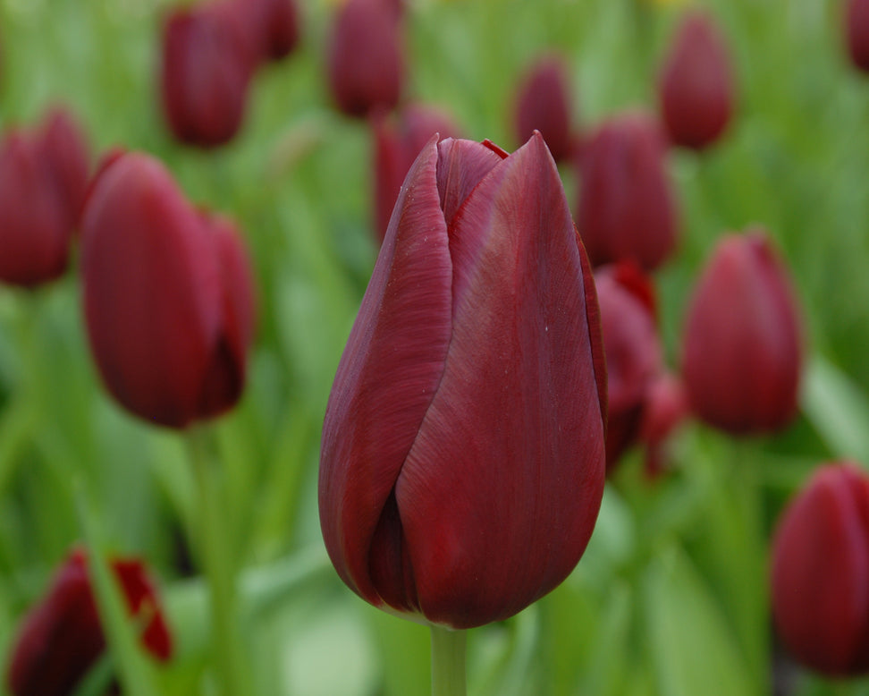 Tulip 'National Velvet'
