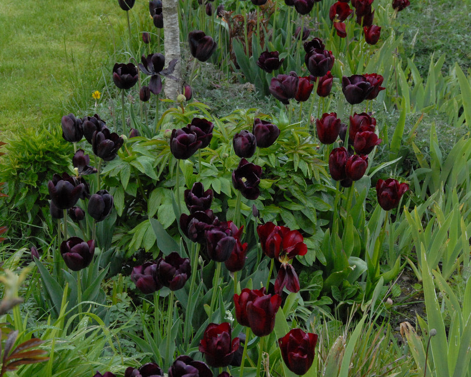 Tulip 'National Velvet'