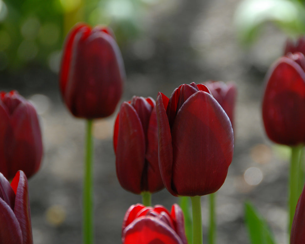 Tulip 'National Velvet'