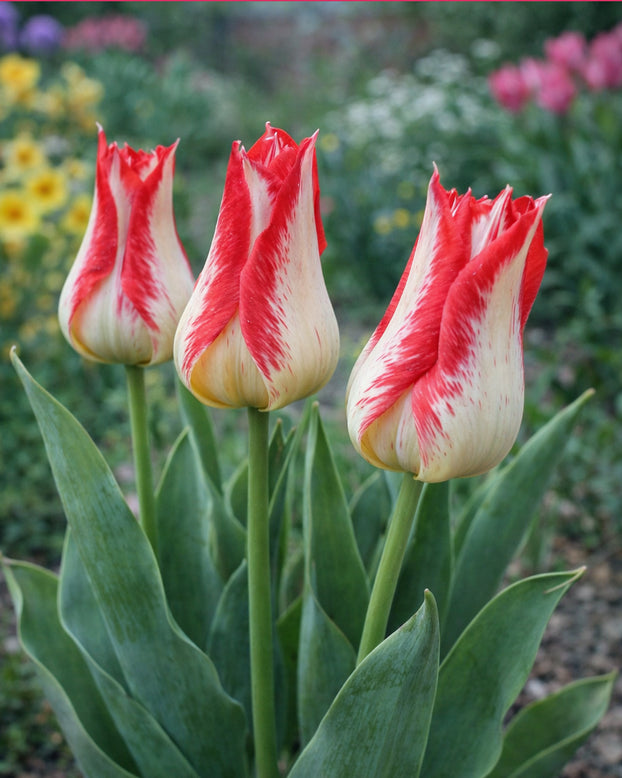 Tulip 'Nemo'