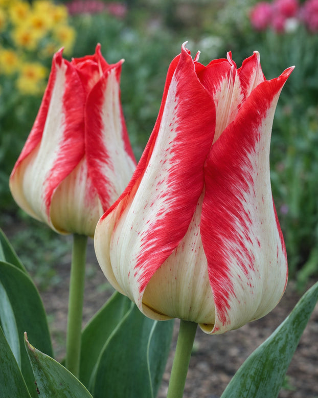 Tulip 'Nemo'
