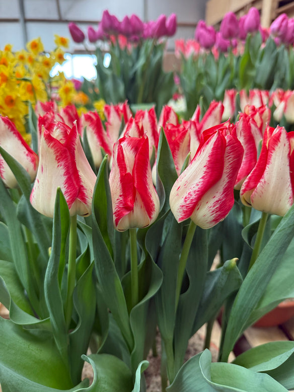 Tulip 'Nemo'