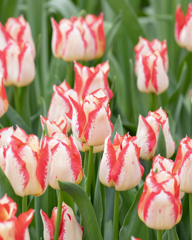 Tulip 'Nemo'