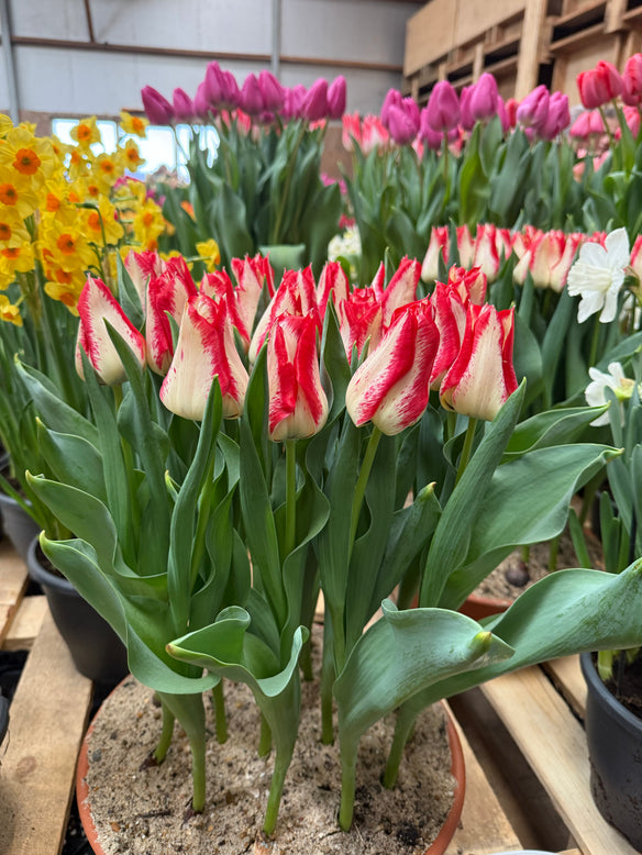 Tulip 'Nemo'