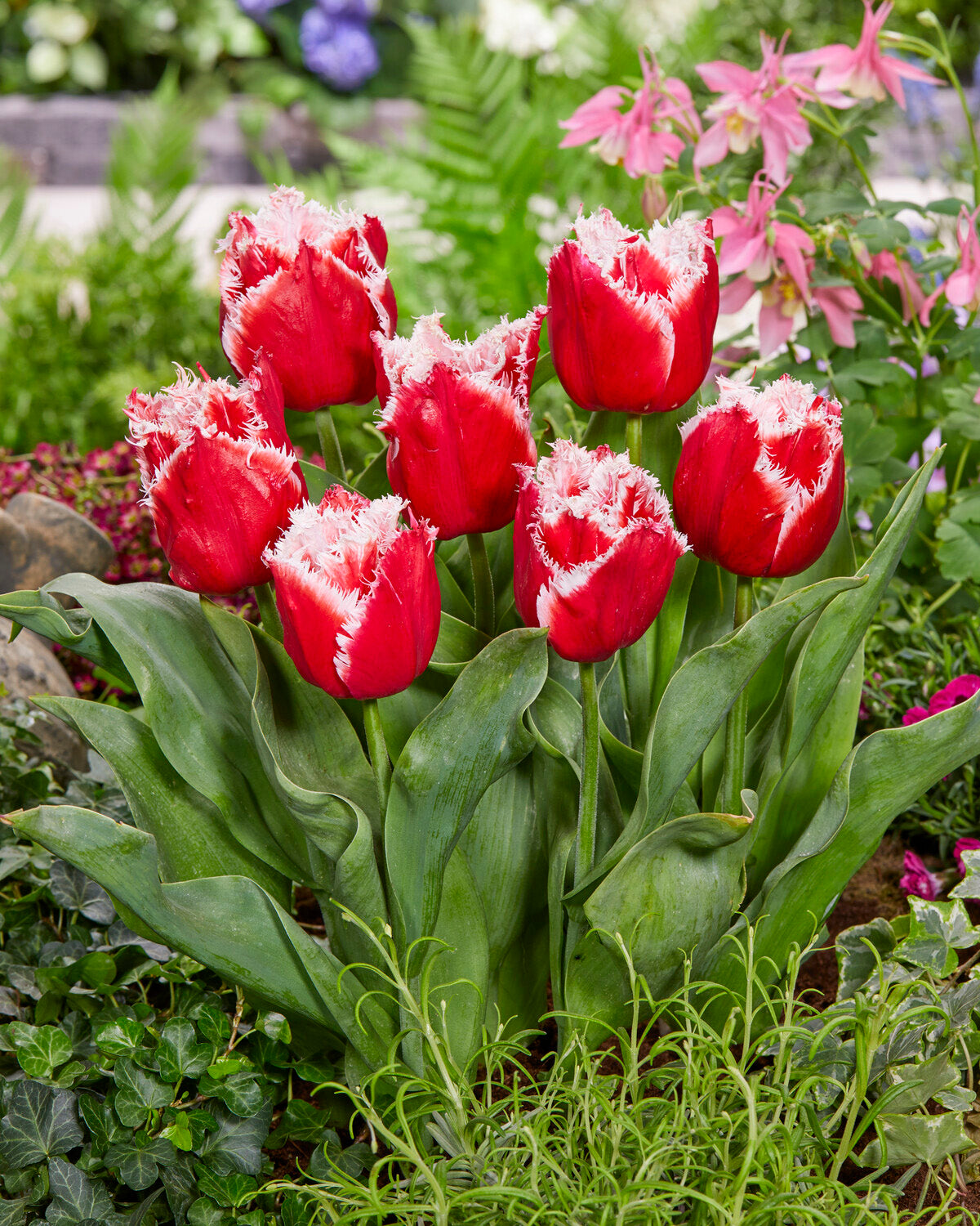 Tulip 'New Santa' bulbs | Buy online at Farmer Gracy UK