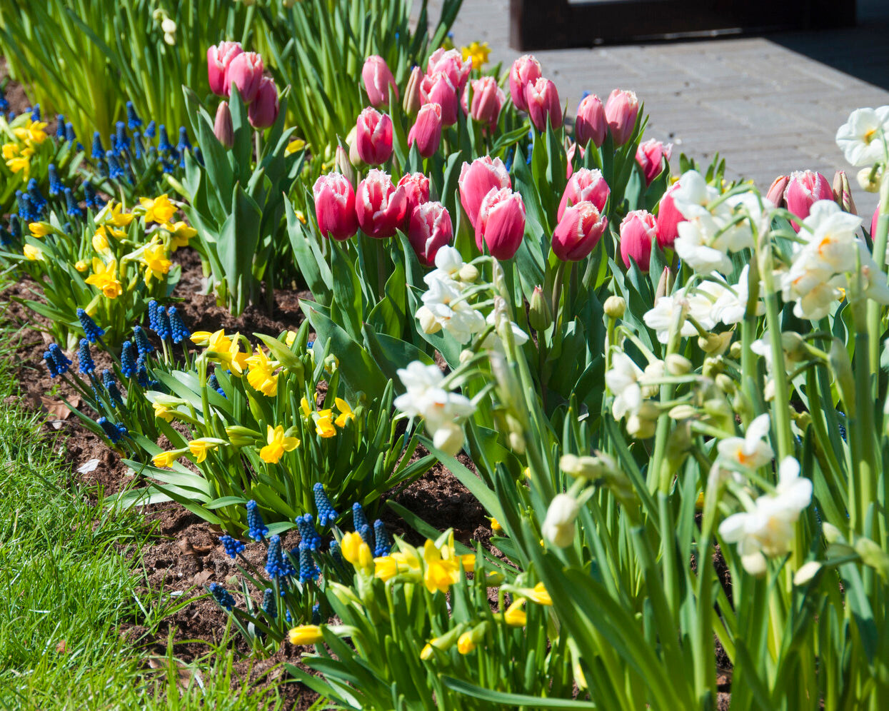 Tulip 'New Santa' bulbs | Buy online at Farmer Gracy UK