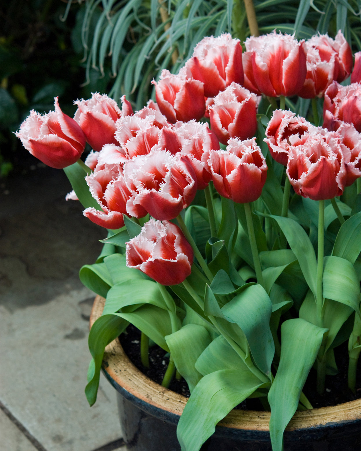 Tulip 'New Santa' bulbs | Buy online at Farmer Gracy UK