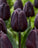 Black tulips