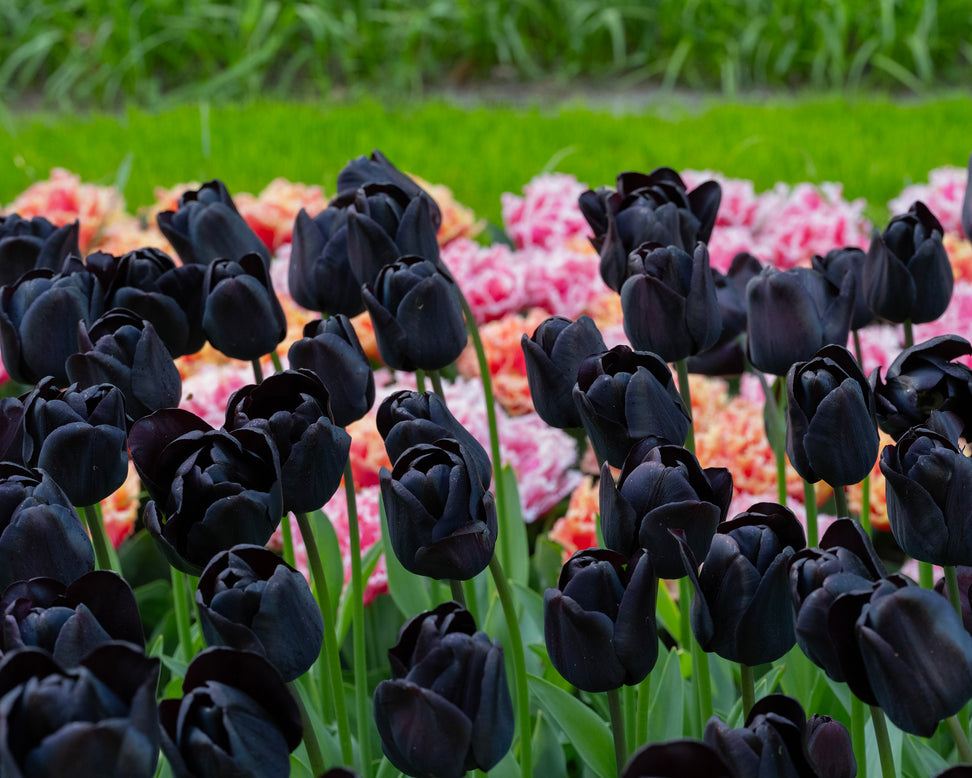 Tulip 'Nightwish'