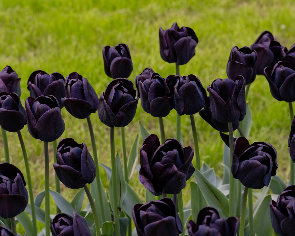 Tulip 'Nightwish'