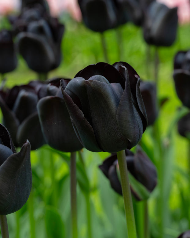 Tulip 'Nightwish'