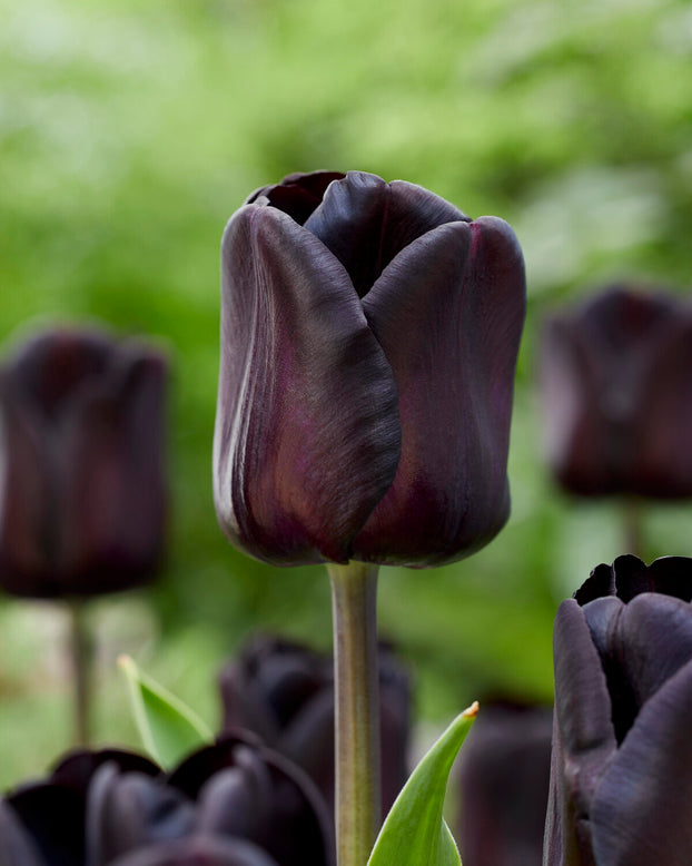 Tulip 'Nightwish'
